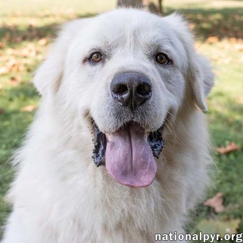 RALPHIE IN MA - LOVES TO GIVE THE PYR PAW! - Great Pyrenees available for adoption