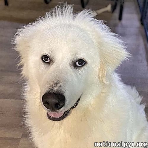 NASH IN TN - LOVES BELLY RUBS & KISSES!