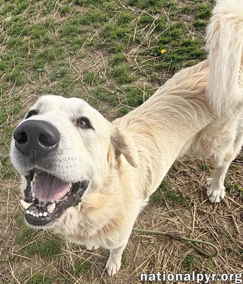SPOT IN OH - LAID-BACK GIANT! - Great Pyrenees available for adoption