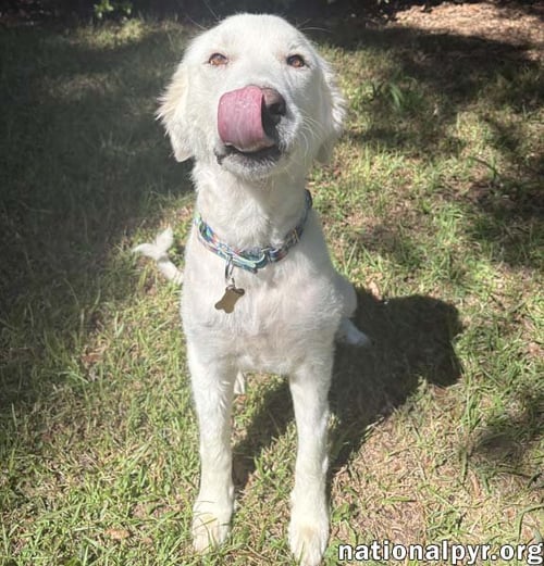 WANDA IN AL - A SWEET CUDDLE-BUG! - Great Pyrenees available for adoption