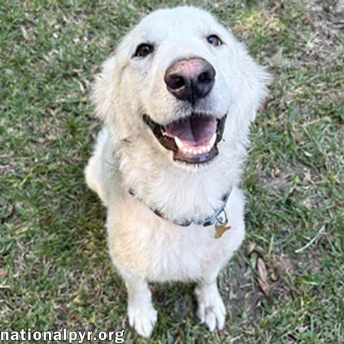 WANDA IN AL - A SWEET CUDDLE-BUG! - Great Pyrenees available for adoption