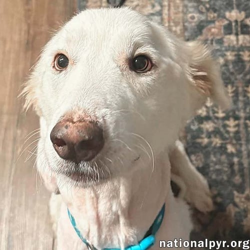 WANDA IN AL - A SWEET CUDDLE-BUG! - Great Pyrenees available for adoption