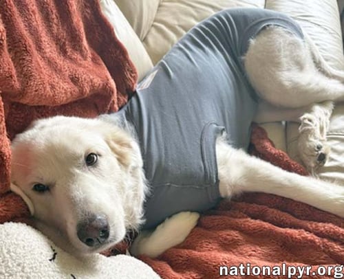WANDA IN AL - A SWEET CUDDLE-BUG! - Great Pyrenees available for adoption
