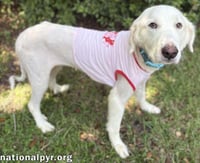 Wanda in AL - A Sweet Cuddle-Bug! - Photo 2