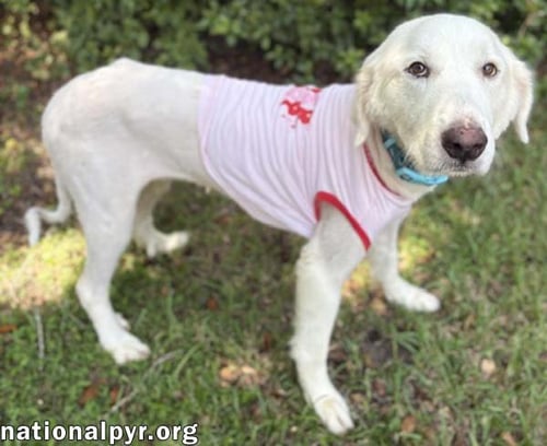WANDA IN AL - A SWEET CUDDLE-BUG! - Great Pyrenees available for adoption