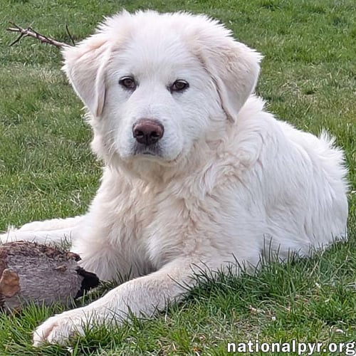 SIERRA IN MI - SPUNKY, GENTLE, CARING & SMART! - Great Pyrenees available for adoption