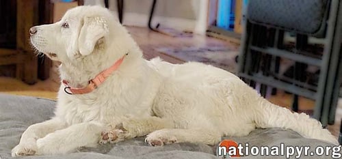 SIERRA IN MI - SPUNKY, GENTLE, CARING & SMART! - Great Pyrenees available for adoption