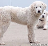 Sierra in MI - Spunky, Gentle, Caring & Smart! - Photo 3