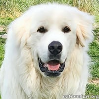 Newton in KY - Incredibly Friendly Boy! - Photo 1