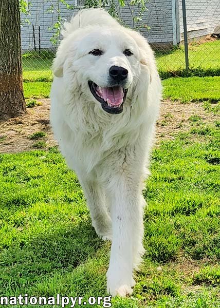 NEWTON IN KY - INCREDIBLY FRIENDLY BOY! - Great Pyrenees available for adoption
