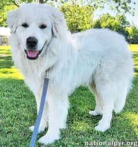 Newton in KY - Incredibly Friendly Boy! - Photo 3