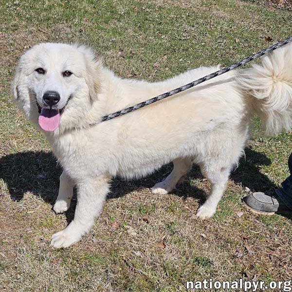 Luna in NJ - Gives Sweet Kisses! Image