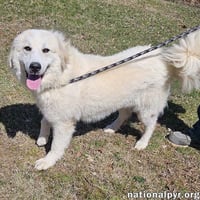 Luna in NJ - Gives Sweet Kisses! - Photo 1