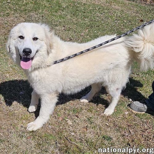 LUNA IN NJ - GIVES SWEET KISSES! - Great Pyrenees available for adoption