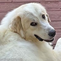 Luna in NJ - Gives Sweet Kisses! - Photo 1