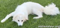 Luna in NJ - Gives Sweet Kisses! - Photo 3