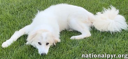 LUNA IN NJ - GIVES SWEET KISSES! - Great Pyrenees available for adoption