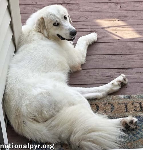 LUNA IN NJ - GIVES SWEET KISSES! - Great Pyrenees available for adoption