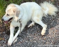 Luna in NJ - Gives Sweet Kisses! - Photo 3