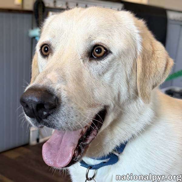 Zeus in CT - Excellent Walking On Leash! Image