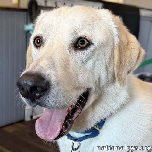 ZEUS IN CT - EXCELLENT WALKING ON LEASH! - Great Pyrenees available for adoption