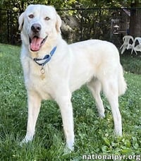 Zeus in CT - Excellent Walking On Leash! - Photo 2
