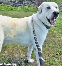 Zeus in CT - Excellent Walking On Leash! - Photo 2