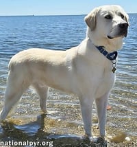 Zeus in CT - Excellent Walking On Leash! - Photo 3