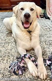 Zeus in CT - Excellent Walking On Leash! - Photo 3