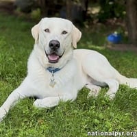 Zeus in CT - Excellent Walking On Leash! - Photo 1