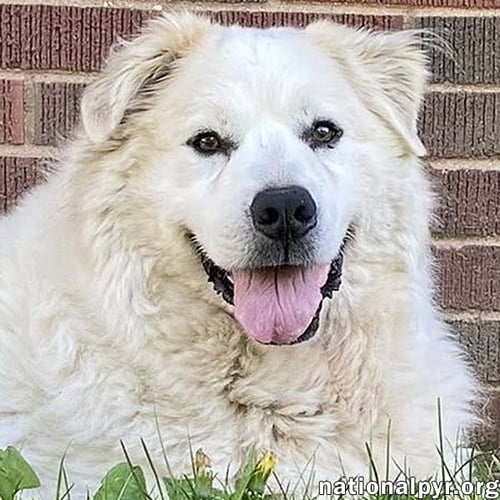 LUKE IN PA - LOOKING FOR THE GOOD LIFE! - Great Pyrenees available for adoption