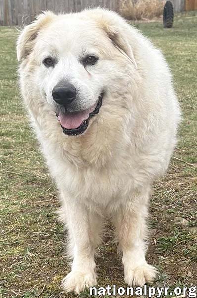 LUKE IN PA - LOOKING FOR THE GOOD LIFE! - Great Pyrenees available for adoption