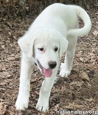Argos in OH - Confident, Silly & Sweet! - Photo 2
