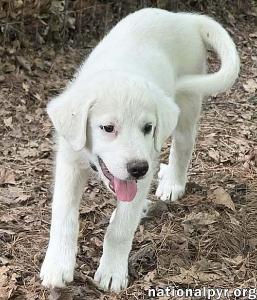 ARGOS IN OH - CONFIDENT, SILLY & SWEET! - Great Pyrenees available for adoption