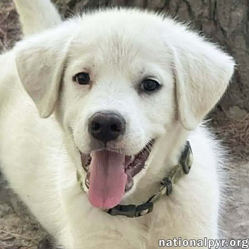 ARGOS IN OH - CONFIDENT, SILLY & SWEET! - Great Pyrenees available for adoption