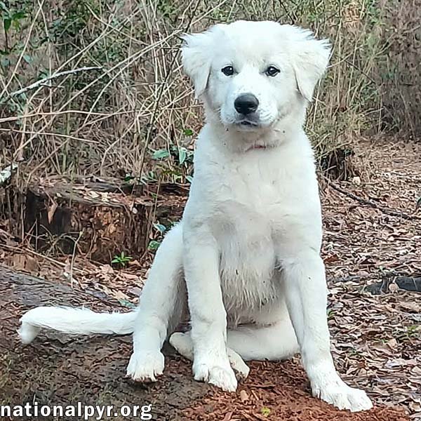 JESSA IN LA - CONFIDENT & PLAYFUL! - Great Pyrenees available for adoption
