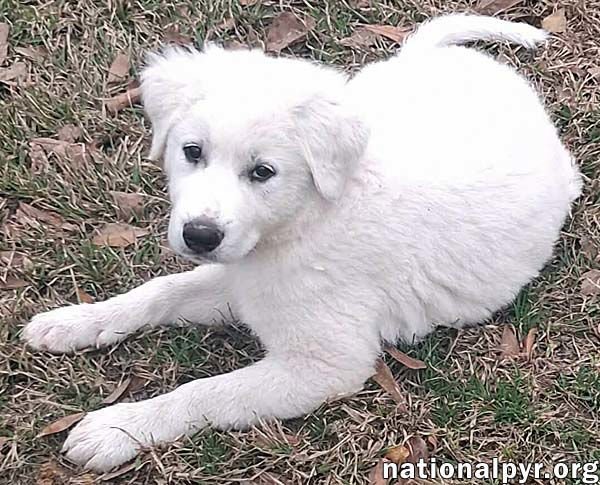 JESSA IN LA - CONFIDENT & PLAYFUL! - Great Pyrenees available for adoption