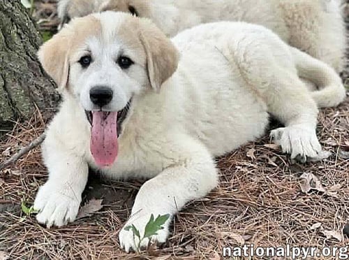 VEX IN OH - ADORES ATTENTION! - Great Pyrenees available for adoption
