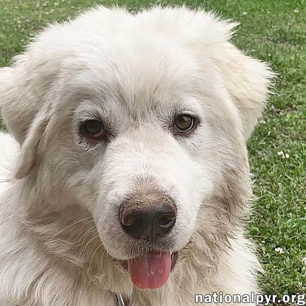 Skye in KY - Pyr Grace & Playful Spark! Image