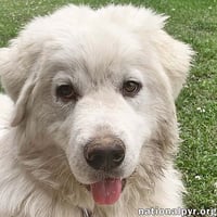 Skye in KY - Pyr Grace & Playful Spark! - Photo 1