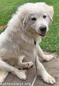Skye in KY - Pyr Grace & Playful Spark! - Photo 2