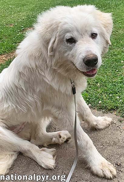 SKYE IN KY - PYR GRACE & PLAYFUL SPARK! - Great Pyrenees available for adoption