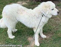 Skye in KY - Pyr Grace & Playful Spark! - Photo 3
