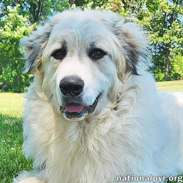 Oakley in KY - A Joyful, Prancing Pup! Image
