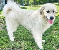 Oakley in KY - A Joyful, Prancing Pup! - Photo 2