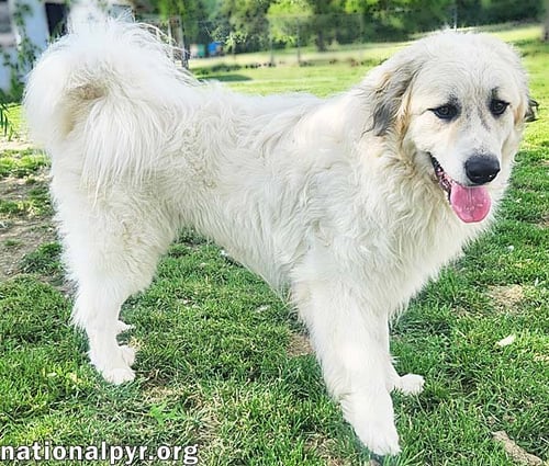 OAKLEY IN KY - A JOYFUL, PRANCING PUP! - Great Pyrenees available for adoption