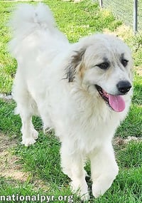Oakley in KY - A Joyful, Prancing Pup! - Photo 3
