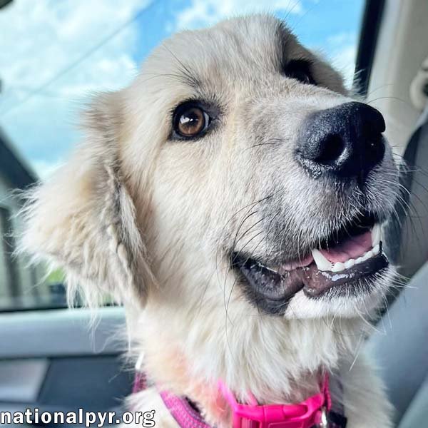Maggie Mae in AL - Playful, Sweet & Loving! Image
