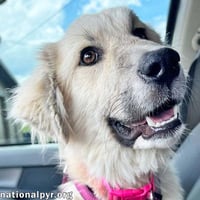 Maggie Mae in AL - Playful, Sweet & Loving! - Photo 1