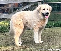 Maggie Mae in AL - Playful, Sweet & Loving! - Photo 3